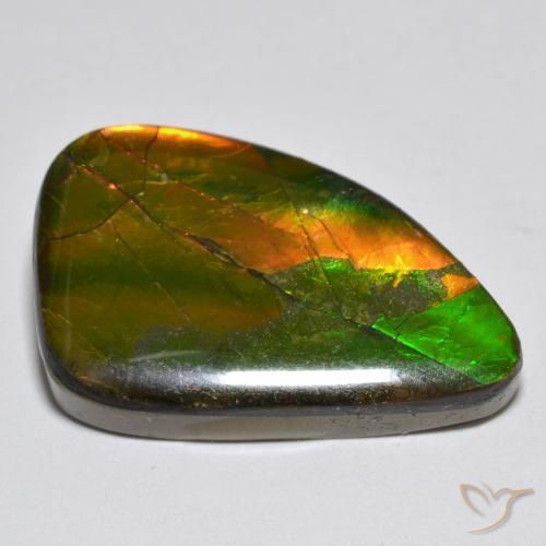 Ammolite Multicolore naturelle Fantaisie, 12.25 ct, Opaque