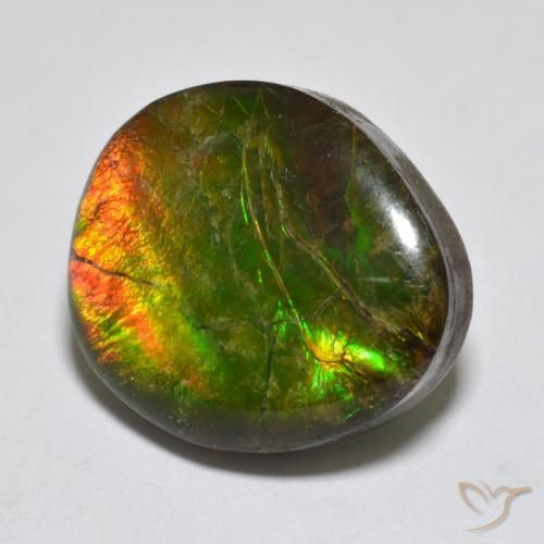 Ammolite Multicolore naturelle Fantaisie, 13.34 ct, Opaque