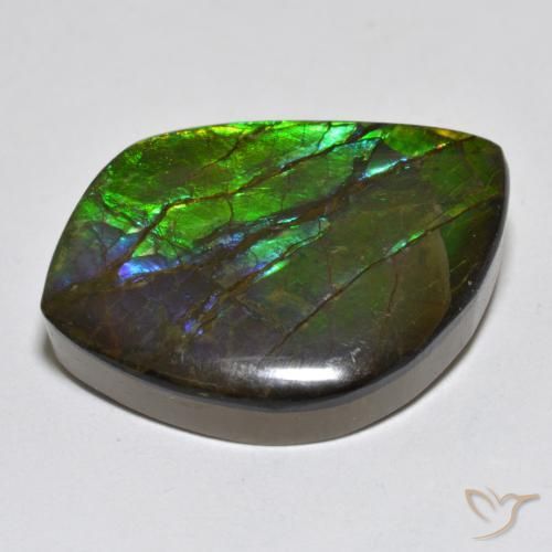 Ammolite Multicolore naturelle Fantaisie, 17.95 ct, Opaque
