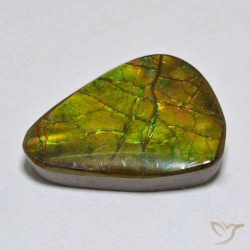 Ammolite Multicolore naturelle Fantaisie, 11.13 ct, Opaque