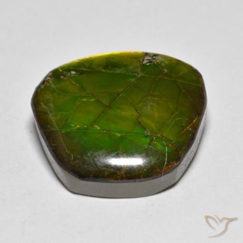 Ammolite Multicolore naturelle Fantaisie, 11.20 ct, Opaque