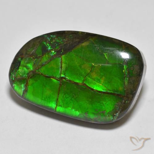 Ammolite Multicolore naturelle Fantaisie, 16.43 ct, Opaque