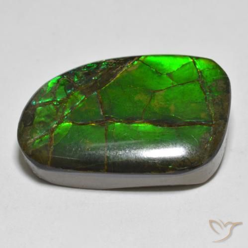 Ammolite Multicolore naturelle Fantaisie, 16.43 ct, Opaque