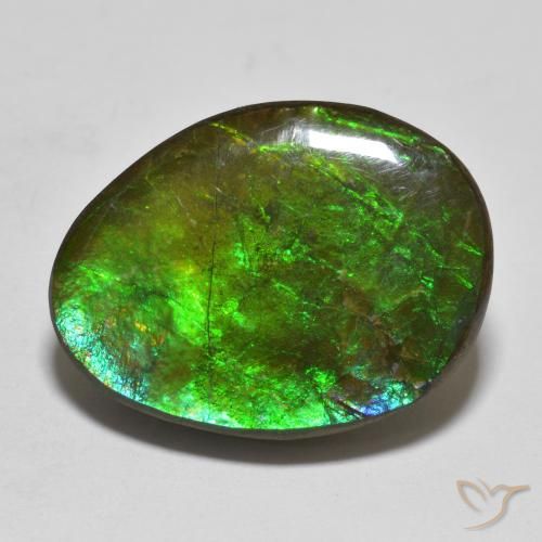Ammolite Multicolore naturelle Fantaisie, 16.14 ct, Opaque