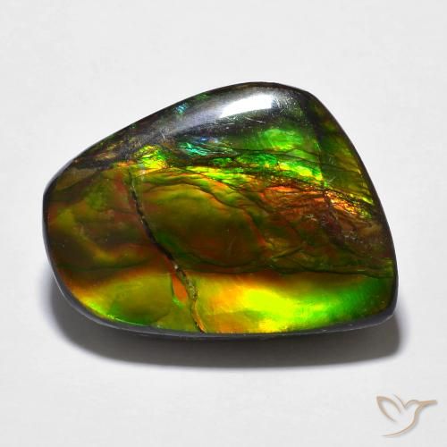 Ammolite Multicolore naturelle Fantaisie, 16.94 ct, Opaque