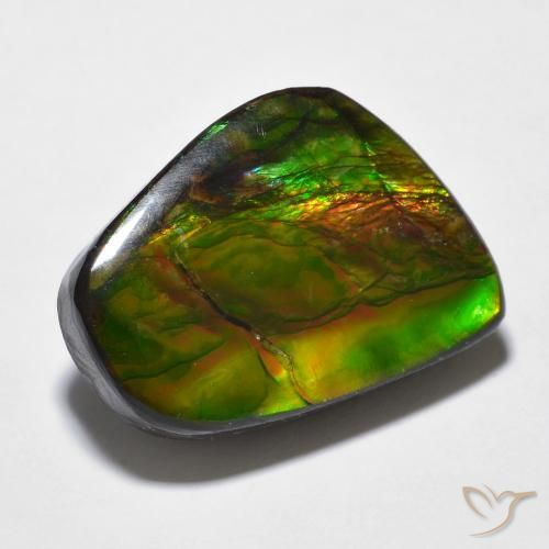 Ammolite Multicolore naturelle Fantaisie, 16.94 ct, Opaque