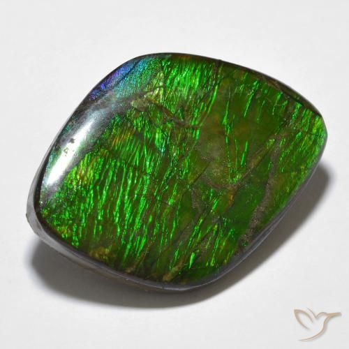 Ammolite Multicolore naturelle Fantaisie, 14.32 ct, Opaque