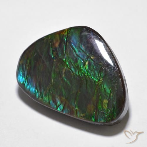 Ammolite Multicolore naturelle Fantaisie, 14.68 ct, Opaque