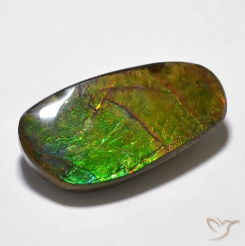 Ammolite Multicolore naturelle Fantaisie, 14.29 ct, Opaque