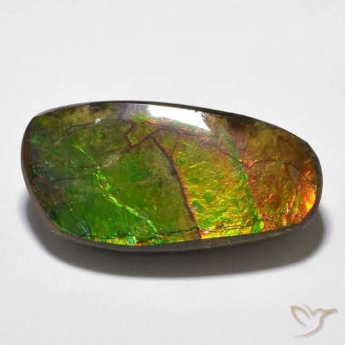 Ammolite Multicolore naturelle Fantaisie, 14.29 ct, Opaque