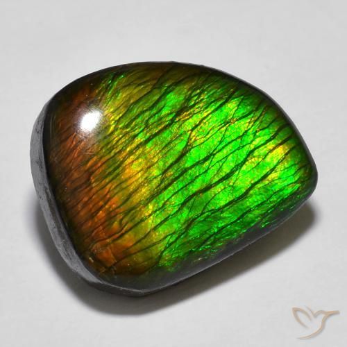 12.97ct Naturel Multicolore Ammolite, Fantaisie, Opaque