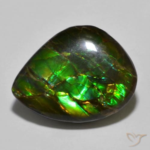 12.91ct Naturel Multicolore Ammolite, Fantaisie, Opaque