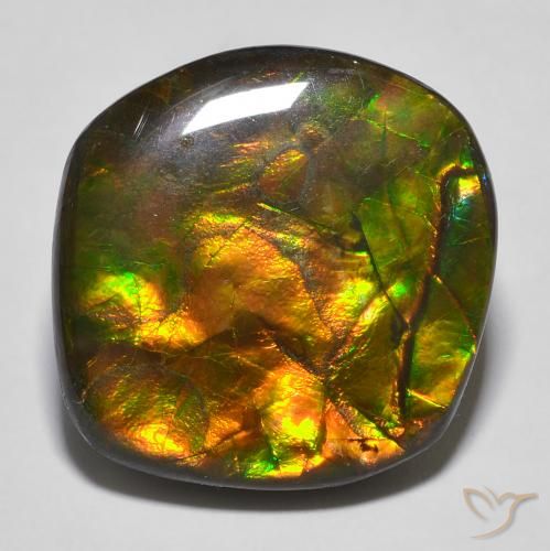 Ammolite Multicolore naturelle Fantaisie, 16.97 ct, Opaque