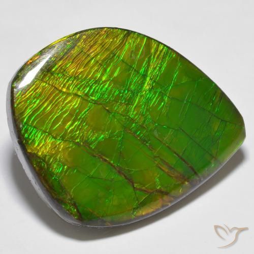 Ammolite Multicolore naturelle Fantaisie, 24.62 ct, Opaque