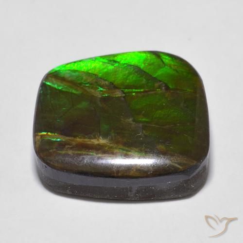 Ammolite Multicolore naturelle Fantaisie, 13.53 ct, Opaque