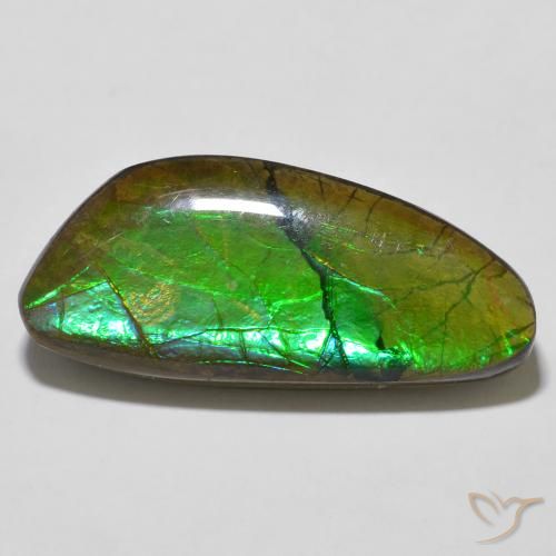 12.56ct Naturel Multicolore Ammolite, Fantaisie, Opaque