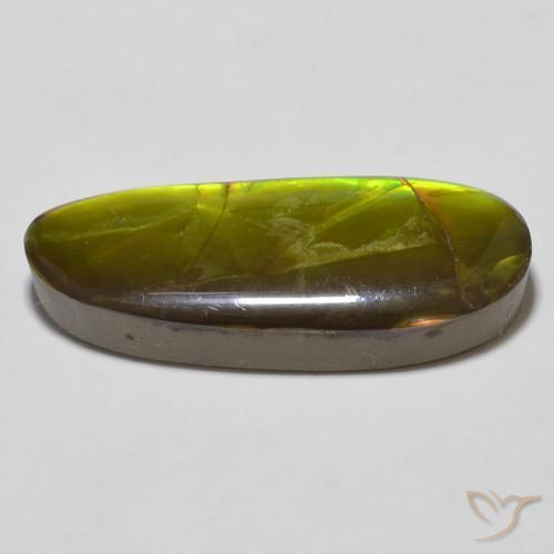 Ammolite Multicolore naturelle Fantaisie, 14.67 ct, Opaque