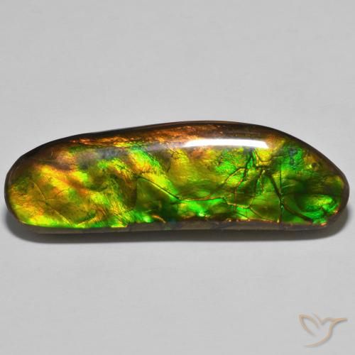 Ammolite Multicolore naturelle Fantaisie, 23.11 ct, Opaque