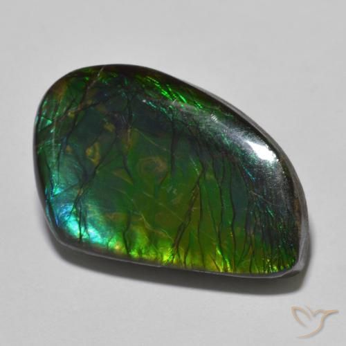 21.44ct Naturel Multicolore Ammolite, Fantaisie, Opaque