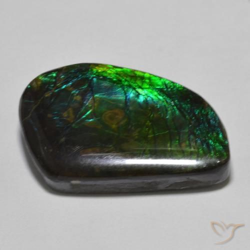 Ammolite Multicolore naturelle Fantaisie, 21.44 ct, Opaque