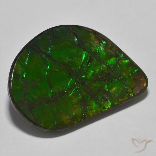 Ammolite Multicolore naturelle Fantaisie, 21.40 ct, Opaque