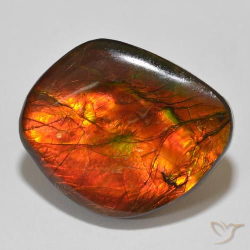 Ammolite Multicolore naturelle Fantaisie, 15.32 ct, Opaque