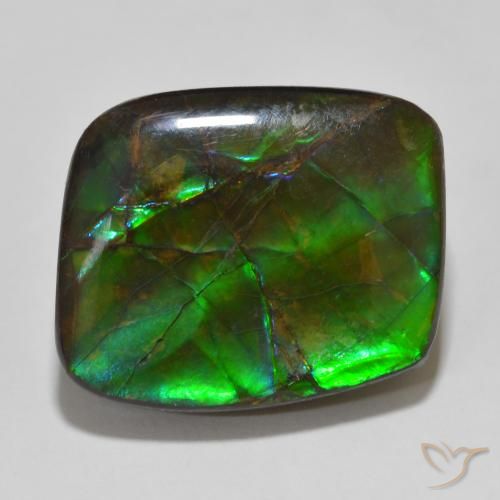 Ammolite Multicolore naturelle Fantaisie, 14.81 ct, Opaque