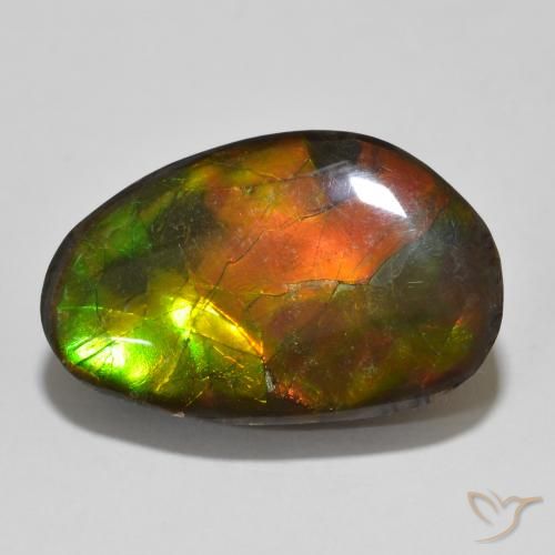 Ammolite Multicolore naturelle Fantaisie, 13.56 ct, Opaque