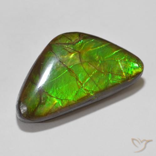 Ammolite Multicolore naturelle Fantaisie, 15.46 ct, Opaque