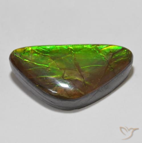 Ammolite Multicolore naturelle Fantaisie, 15.46 ct, Opaque