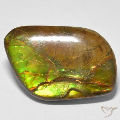 16.70ct Naturel Multicolore Ammolite, Fantaisie, Opaque