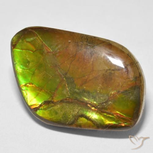 Ammolite Multicolore naturelle Fantaisie, 16.70 ct, Opaque