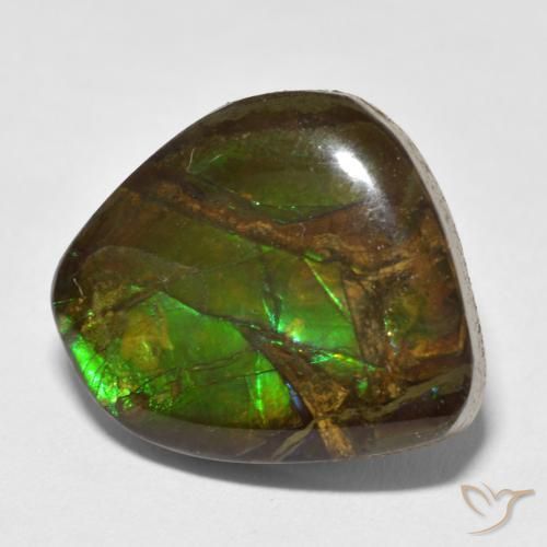 Ammolite Multicolore naturelle Fantaisie, 13.52 ct, Opaque