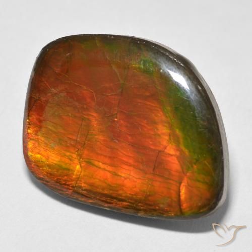 Ammolite Multicolore naturelle Fantaisie, 15.38 ct, Opaque