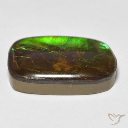 Ammolite Multicolore naturelle Fantaisie, 16.16 ct, Opaque