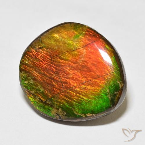 Ammolite Multicolore naturelle Fantaisie, 17.77 ct, Opaque