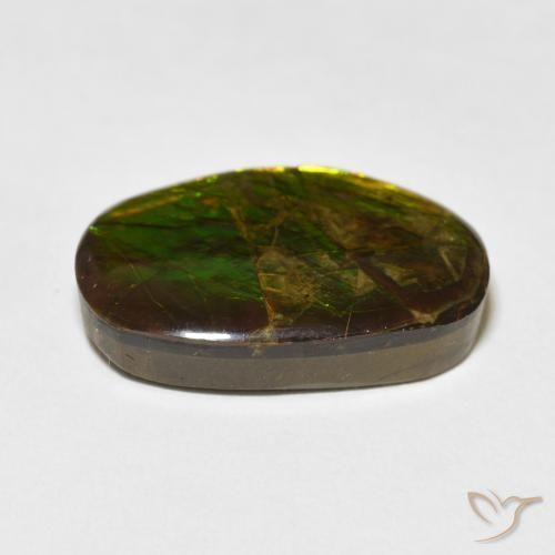 Ammolite Multicolore naturelle Fantaisie, 16.55 ct, Opaque