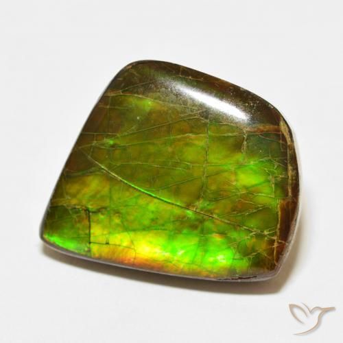 Ammolite Multicolore naturelle Fantaisie, 21.56 ct, Opaque