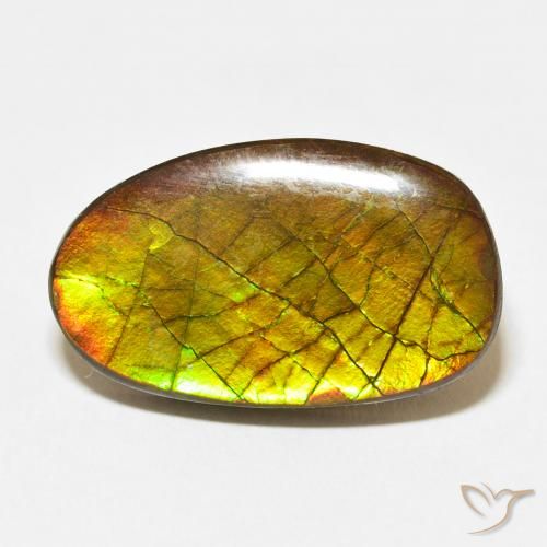 13.58ct Naturel Multicolore Ammolite, Fantaisie, Opaque