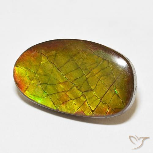 Ammolite Multicolore naturelle Fantaisie, 13.58 ct, Opaque