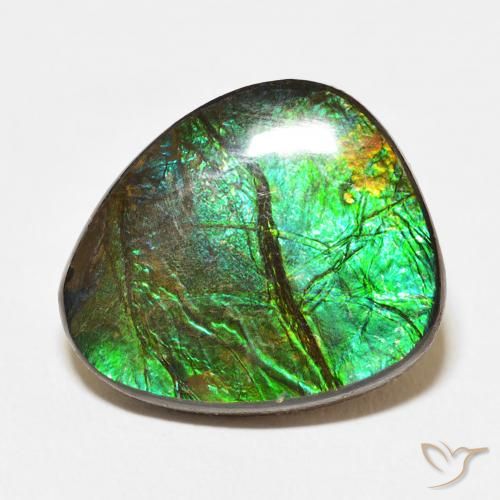 12.67ct Naturel Multicolore Ammolite, Fantaisie, Opaque
