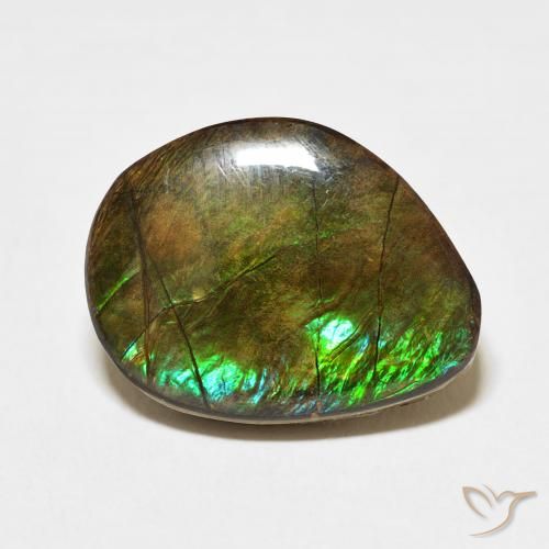 11.66ct Naturel Multicolore Ammolite, Fantaisie, Opaque