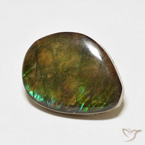 Ammolite Multicolore naturelle Fantaisie, 11.66 ct, Opaque