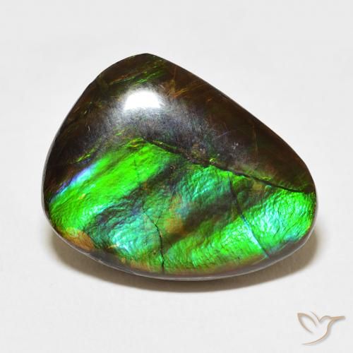 11.84ct Naturel Multicolore Ammolite, Fantaisie, Opaque