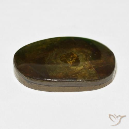 Ammolite Multicolore naturelle Fantaisie, 21.49 ct, Opaque