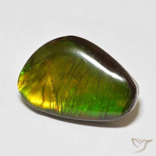 Ammolite Multicolore naturelle Fantaisie, 13.79 ct, Opaque
