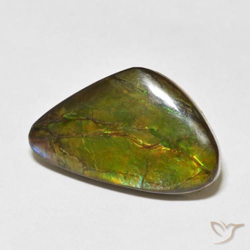 Ammolite Multicolore naturelle Fantaisie, 13.60 ct, Opaque