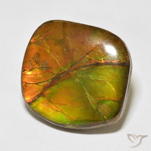 Ammolite Multicolore naturelle Fantaisie, 15.37 ct, Opaque