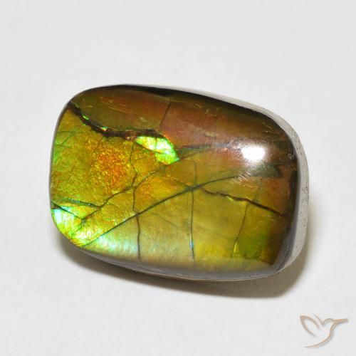 Ammolite Multicolore naturelle Fantaisie, 13.68 ct, Opaque