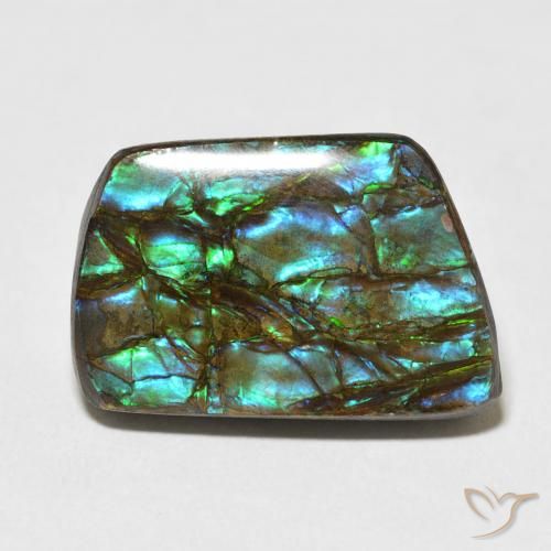 13.92ct Naturel Multicolore Ammolite, Fantaisie, Opaque